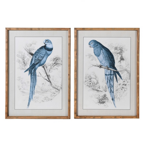 Set of 2 Framed Blue Parrot Pictures nationwide delivery www.lilybloom.ie