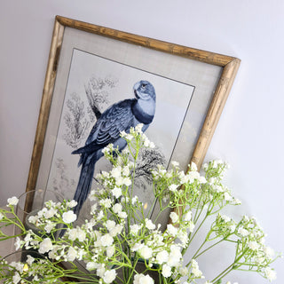 Parrot Pictures set in Bamboo Frame (Set of 2)