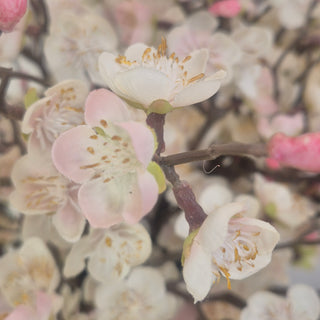 Touch of Blush Plum Blossom Spray