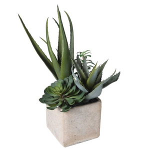 assocret cactus in pot nationwide delivery www.lilybloom.ie