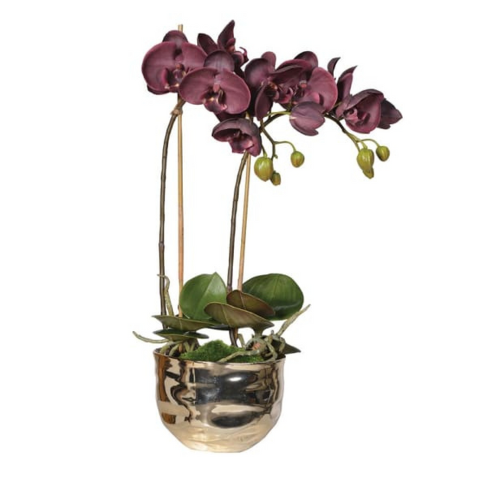 Aubergine Orchid Phalaenopsis Plants in Gold Ceramic Pot