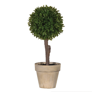 Green Miniature Boxwood Ball in Brown Pot nationwide delivery www.lilybloom.ie