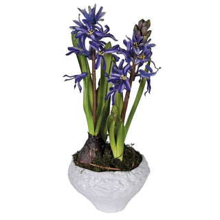 Indigo Hyacinth in Pot
