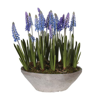 Muscari in Pot with Moss