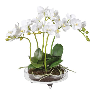 White Small Orchid Plant in Glass Bowl with Feet