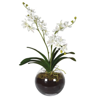White Orchid in Bowl