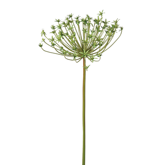 Large Green Spider Allium Spray