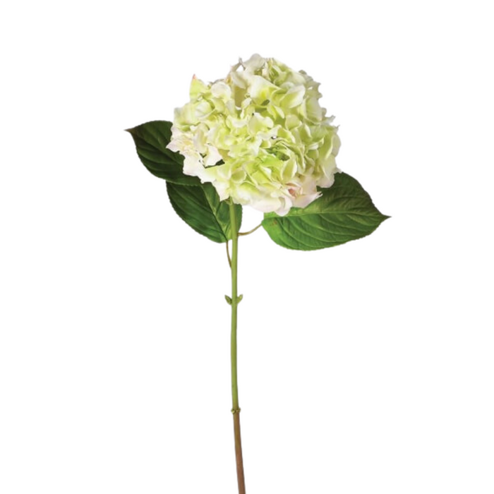 Light Lime Real Feel Hydrangea with Leaves