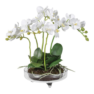 White Small Orchid Phalaenopsis Plant in Glass Bowl