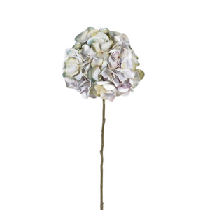 Pale Lavender Hydrangea