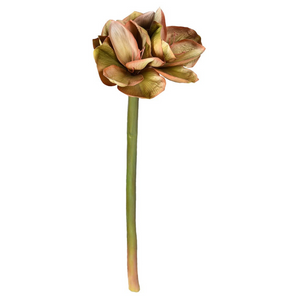 Pink and Green Amaryllis Stem nationwide delivery www.lilybloom.ie