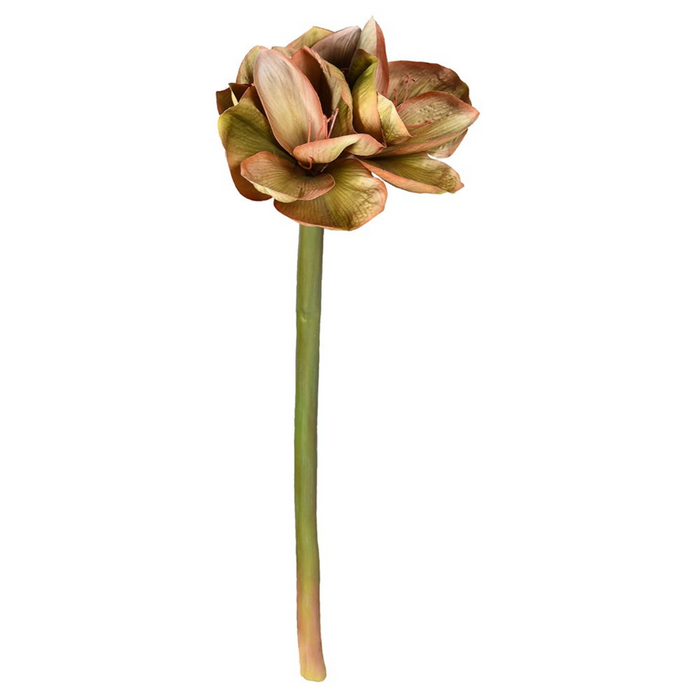 Pink and Green Amaryllis Stem