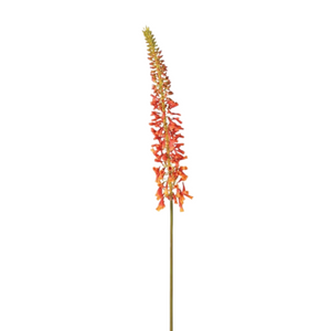 Red Hot Poker Kniphofia Stem nationwide delivery www.lilybloom.ie