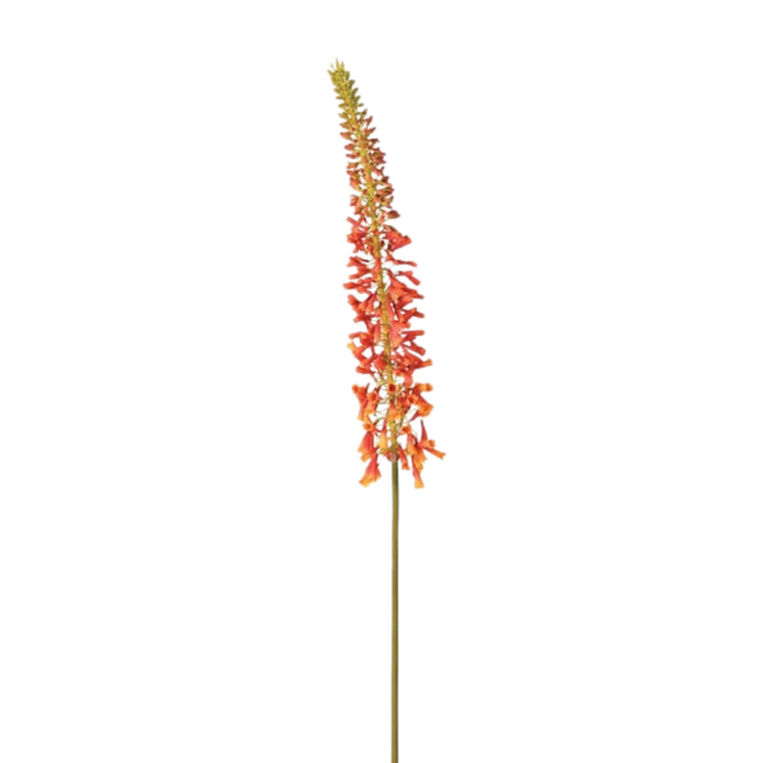 Red Hot Poker Kniphofia Stem