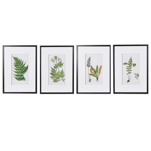 Set of 4 Fern Floral Pictures nationwide delivery www.lilybloom.ie