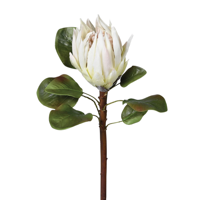 White King Protea with Leaves