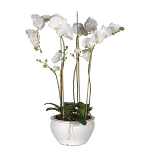 _White Orchid Phalaenopsis Plants in White and Cream Glazed Bowl nationwide delivery www.lilybloom.ie