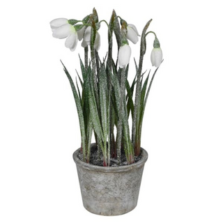 _White Snowdrop Plant in Pot nationwide delivery www.lilybloom.ie