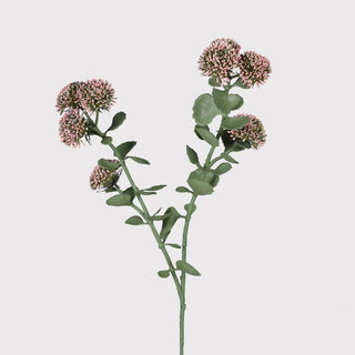 Sedum Stems