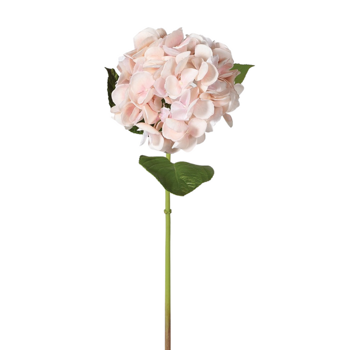 Blush Real Feel Hydrangea with Leaves