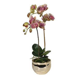 Dusty Pink and Green Orchid Phalaenopsis Plant in Gold Pot nationwide delivery www.lilybloom.ie