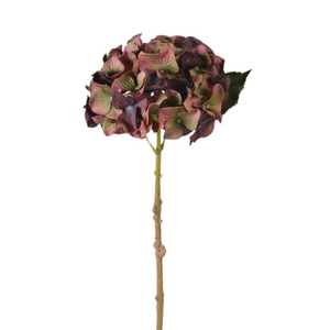 Fig and Olive Hydrangea Traditional with Leaves nationwide delivery www.lilybloom.ie
