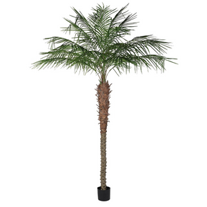 Green Coconut Palm Tree in Black Plastic Pot nationwide delivery www.lilybloom.ie
