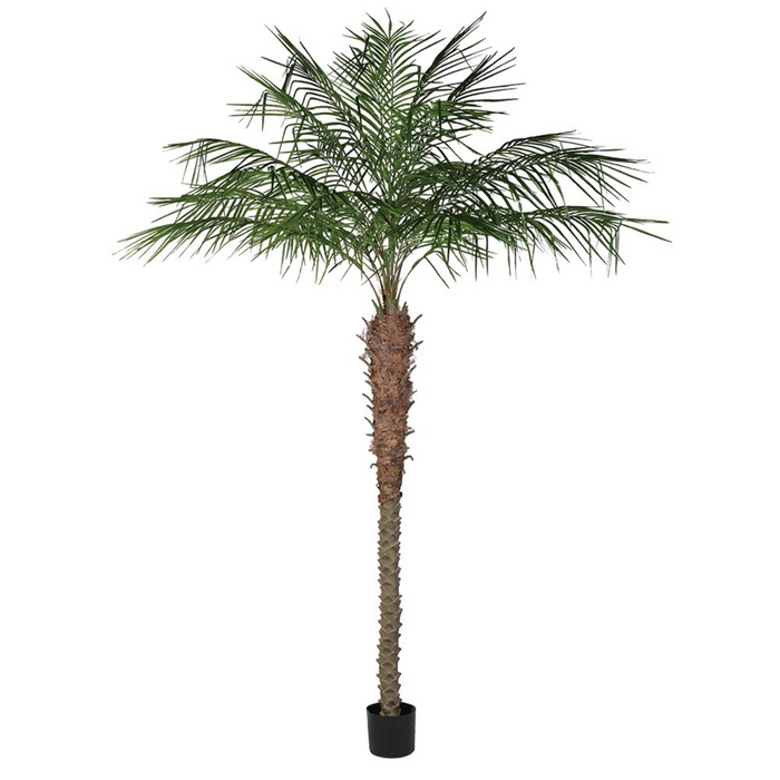 Green Coconut Palm Tree in Black Plastic Pot