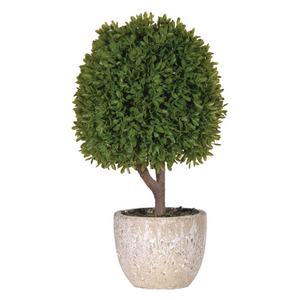 Green Miniature Boxwood Ball in Stone-look Pot nationwide delivery www.lilybloom.ie