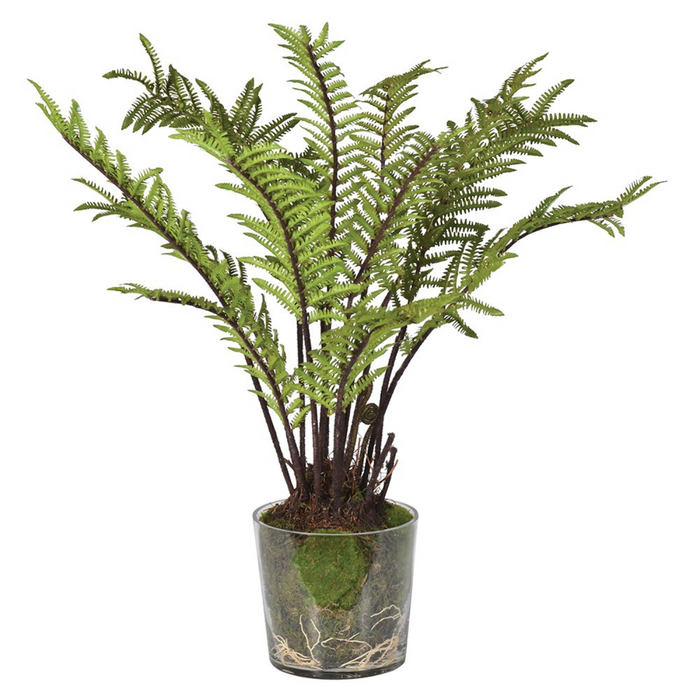Green Tree Fern with Moss in Glass Pot