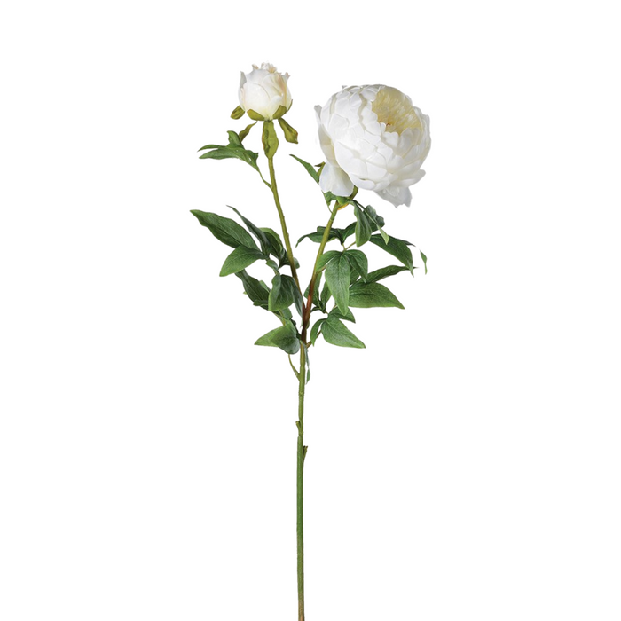 Large White Full Bloom Peony with Bud and Leaves