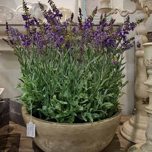 Lavender Plant in Round Pot faux floral nationwide delivery www.lilybloom.ie