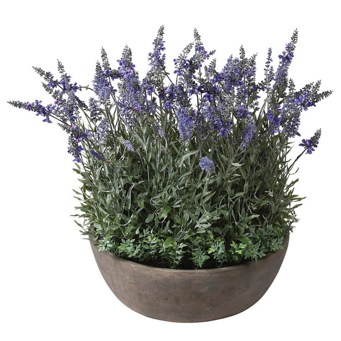 Lavender Plant in Round Pot