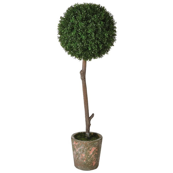 Medium Boxwood in Clay Pot