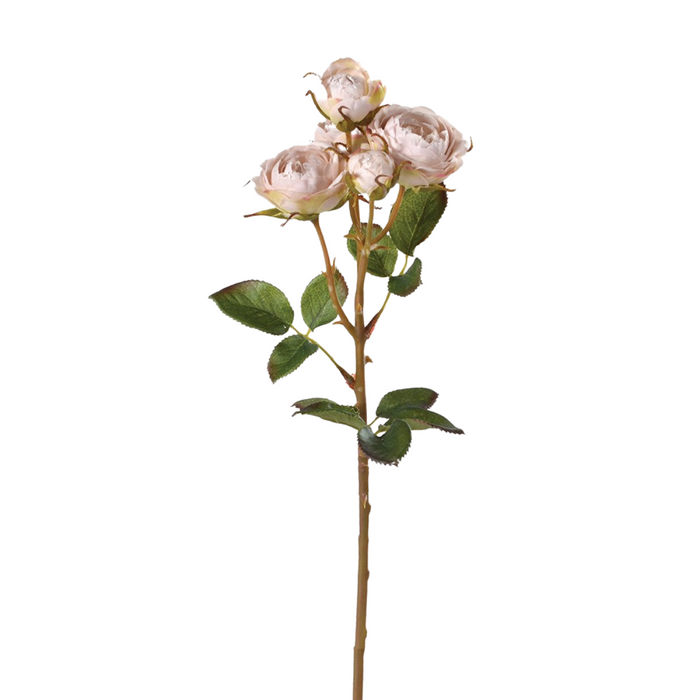 Oyster Shrub Rose Spray with Leaves