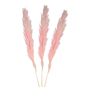 Pack of 3 large real pink pampas nationwide delivery www,lilybloom.ie