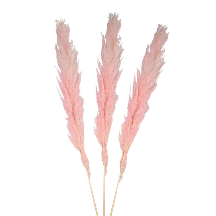 Pack of 3 Large Real Pink Pampas