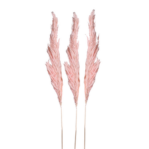 Pack of 3 Small Real Pink Pampas nationwide delivery www.lilybloom.ie