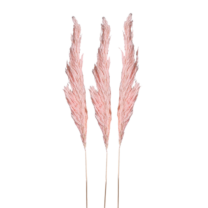 Pack of 3 Small Real Pink Pampas
