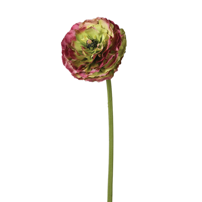 Real Feel Pink and Green Ranunculus