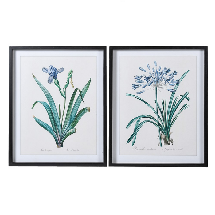 Set of 2 Iris and Agapanthus Pictures