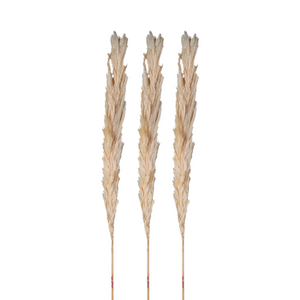 Set of 3 Real Cream Pampas nationwide delivery www.lilybloom.ie