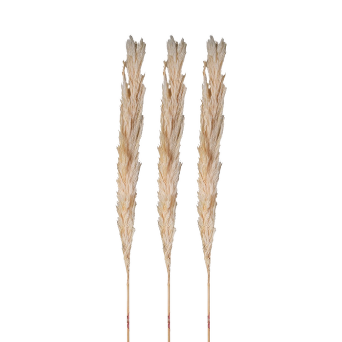 Set of 3 Real Cream Pampas