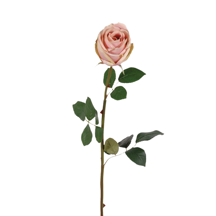 Soft Pink Rose with Leaves