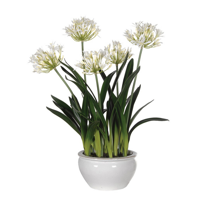 White Agapanthus Plants in White and Cream Glazed Bowl