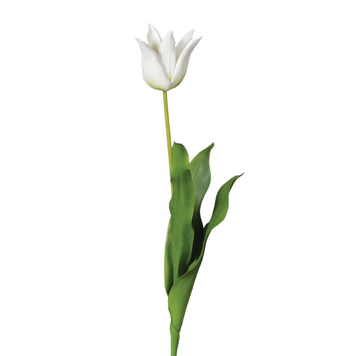 White Lily Flowering Tulip Stem with Leaves