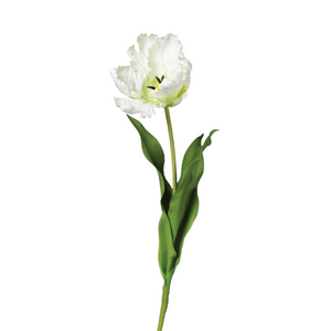 White Parrot Tulip Stem with Leaves nationwide delivery www.lilybloom.ie