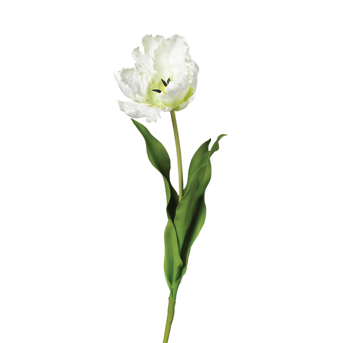White Parrot Tulip Stem with Leaves