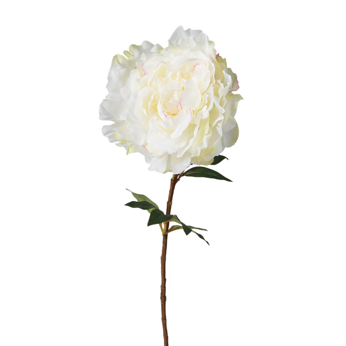 White Peony with Leaves