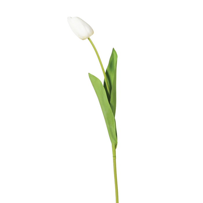 White Tulip Bud with Leaves